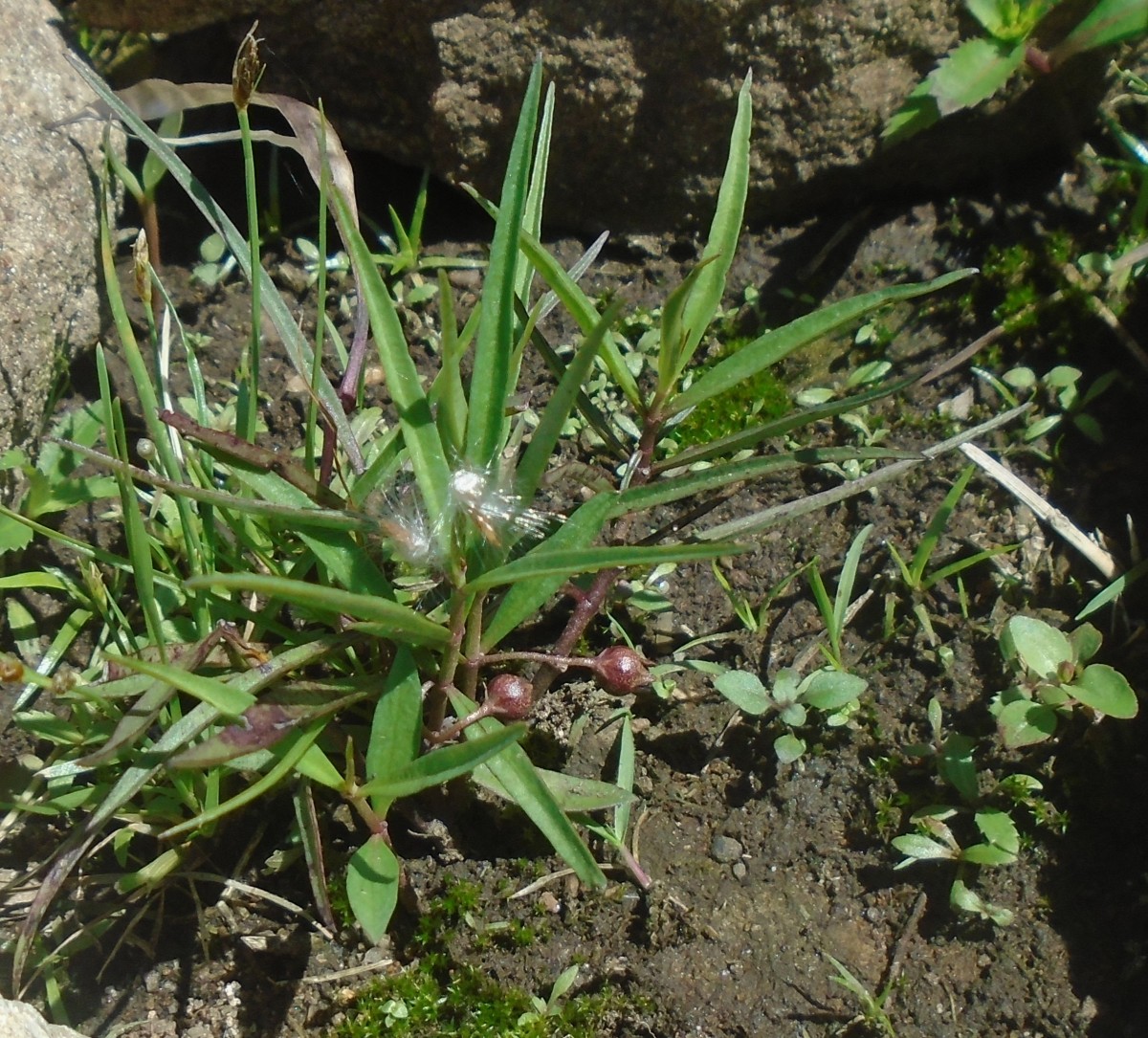 Ceropegia lankana (Dassan. & Jayas.) Bruyns